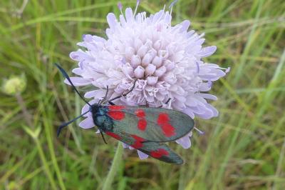 <i>Zygaena filipendulae</i>