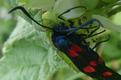 <i>Zygaena ephialtes</i>