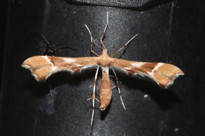 <i>Cnaemidophorus rhododactylus</i>