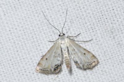 <i>Cataclysta lemnata</i>