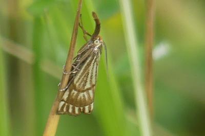 <i>Chrysocrambus linetella</i>