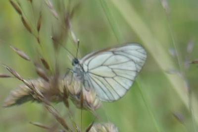<i>Aporia crataegi</i>