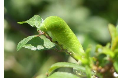 <i>Iphiclides podalirius</i>