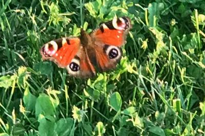 <i>Aglais io</i>
