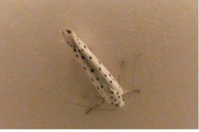 <i>Yponomeuta</i>