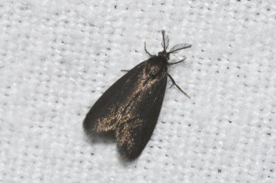 <i>Psyche casta</i>