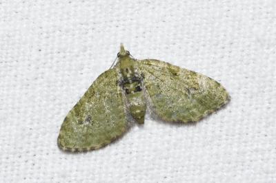 <i>Chloroclystis v-ata</i>