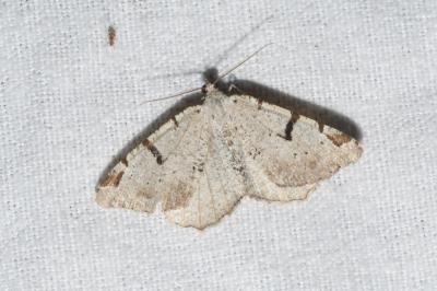 <i>Macaria wauaria</i>