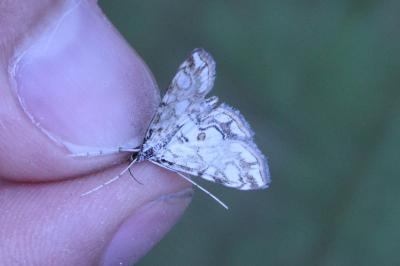 <i>Elophila nymphaeata</i>