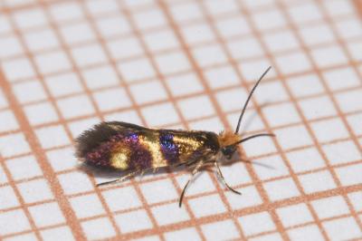 <i>Micropterix aglaella</i>