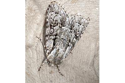 <i>Acronicta auricoma</i>