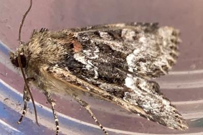 <i>Oligia</i>