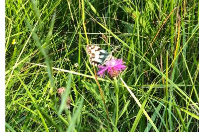 <i>Melanargia galathea</i>
