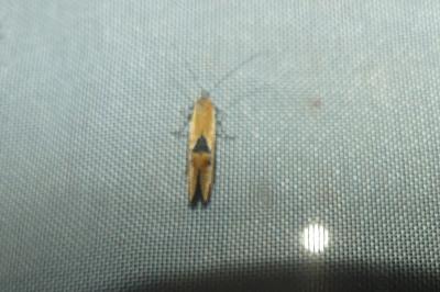 <i>Batia lambdella</i>