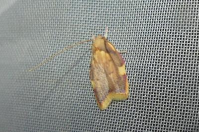 <i>Carcina quercana</i>