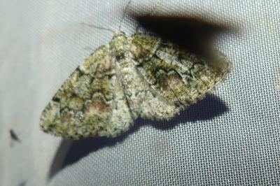 <i>Cleorodes lichenaria</i>