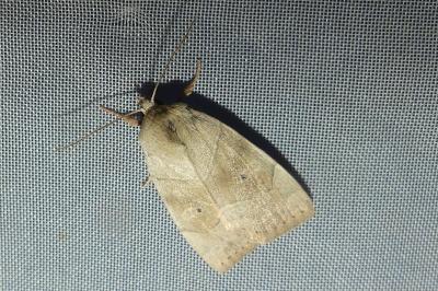 <i>Cosmia trapezina</i>