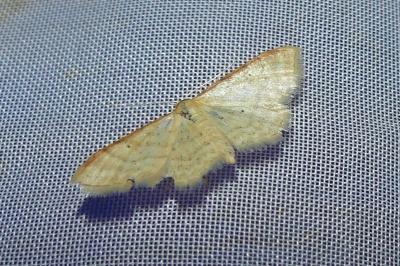 <i>Idaea humiliata</i>