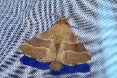 <i>Malacosoma neustria</i>