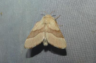 <i>Malacosoma neustria</i>