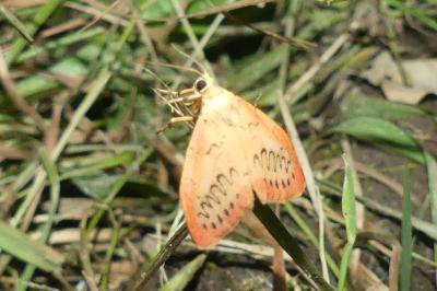 <i>Miltochrista miniata</i>