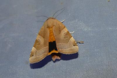 <i>Noctua fimbriata</i>