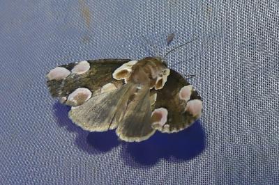 <i>Thyatira batis</i>