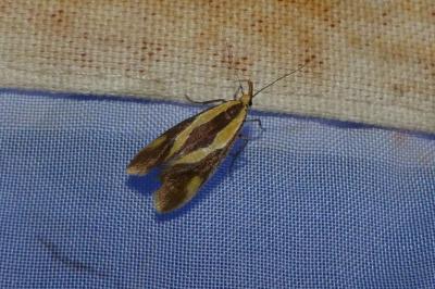 <i>Harpella forficella</i>