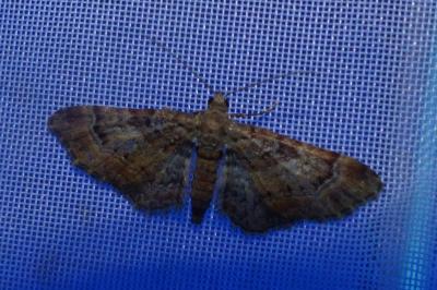 <i>Gymnoscelis rufifasciata</i>