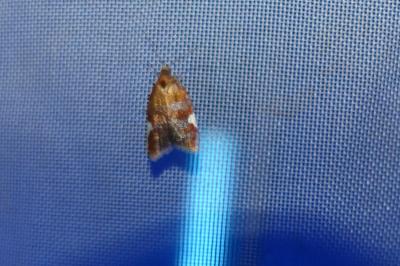 <i>Acleris holmiana</i>