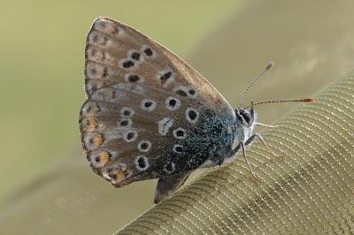 <i>Lysandra bellargus</i>