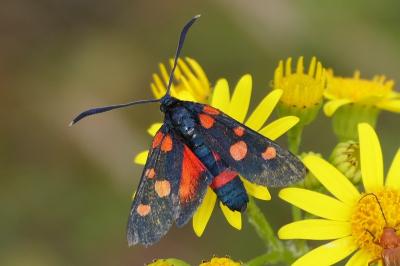 <i>Zygaena ephialtes</i>