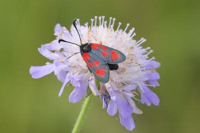 <i>Zygaena loti</i>