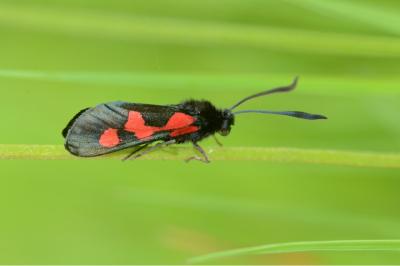 <i>Zygaena trifolii</i>