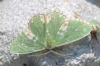 <i>Comibaena bajularia</i>