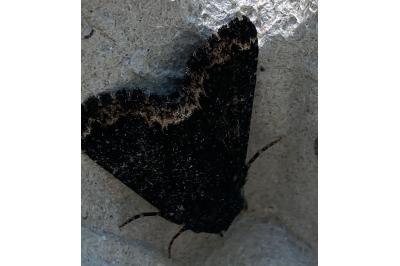 <i>Catephia alchymista</i>
