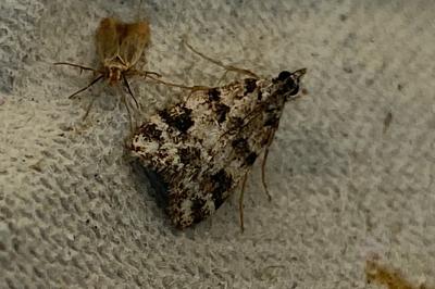 <i>Eudonia delunella</i>