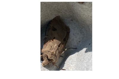 <i>Agrotis exclamationis</i>