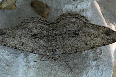 <i>Hypomecis roboraria</i>