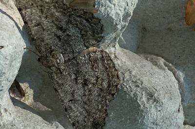 <i>Hypomecis roboraria</i>
