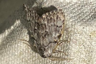 <i>Meganola strigula</i>