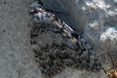 <i>Meganola strigula</i>
