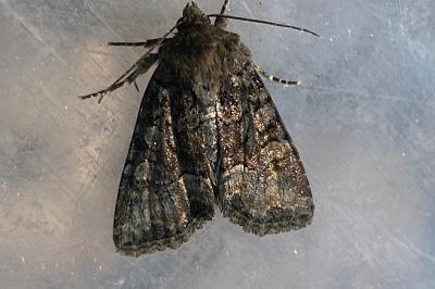 <i>Oligia</i>