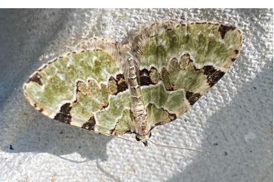 <i>Colostygia pectinataria</i>