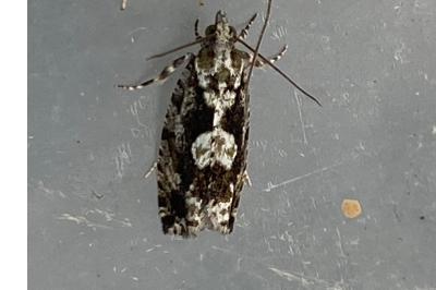 <i>Zeiraphera isertana</i>