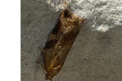 <i>Archips xylosteana</i>