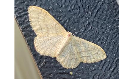 <i>Idaea aversata</i>