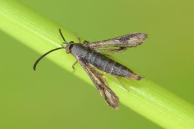 <i>Pyropteron chrysidiforme</i>