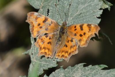 <i>Polygonia c-album</i>