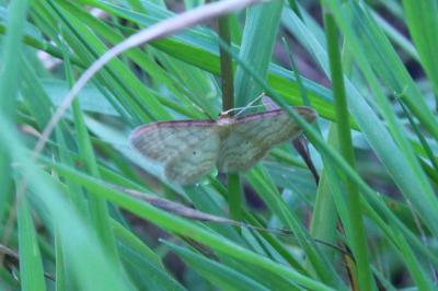 <i>Idaea humiliata</i>